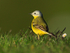 Channel Wagtail in late afternoon sun at Farmoor