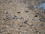 Ringed Plovers