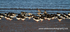 SWB014: Shorebirds