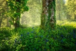 Bluebells in the Mist