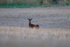Roe Deer