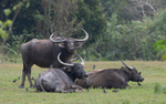 Buffaloes