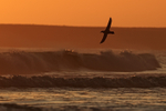 Southern Giant Petrel dawn silhouette, Volunteer Point, Falklands