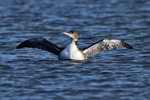Great Northern Diver (juvenile) flapping its wings at Farmoor