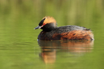 Slavonian Grebe reflection, Lake Myvatn, Iceland