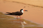 Black Skimmer, Rio Sao Lourenco, Mato Grosso, Brazil