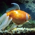 Veil tailed goldfish
