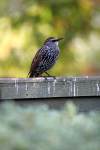 Starling _AGT076