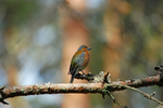 Chaffinch