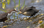 Dipper - Cinclus cinclus