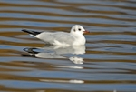 Black-headed Gull