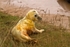 Grey Seal Pup