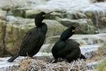 Pair of Shags, Farne Islands