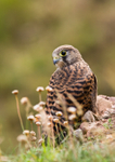 Kestrel - Falco tinnunculus RPNP0075