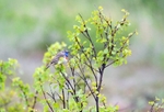 Bluethroat