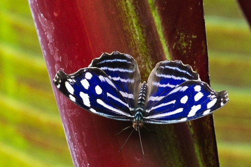 The Blue Wave, Blue-banded Purplewing, Tropical Blue Wave, Whitened Bluewing, or Royal Blue (Myscelia cyaniris) is a…