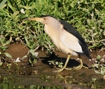 Little Bittern