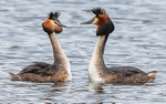 Great Crested Grebe