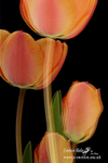 070420 -0212a