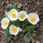 Glacier  buttercup (Ranunculus glacialis) 