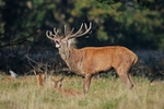 Red Deer