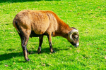 Cameroon Sheep - DSC_5351