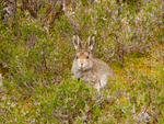 Mountain Hare Leveret - Lepus timidus