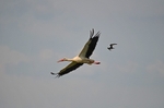 White Stork