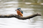 Kingfisher Alcedo Atthis033