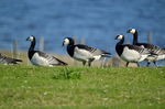 Barnacle Geese