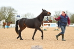 Cls 46+43 In Hand Warmbloods and Foreign portfolio