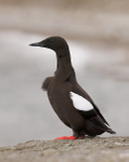 Black Guilemot