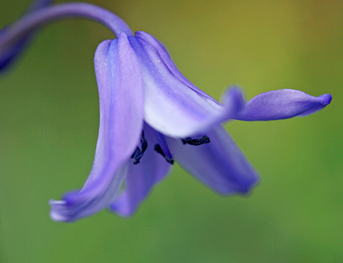 [align=center]Hyacinthoides hispanica, 'Spanish Bluebell'[/align]