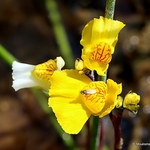 Utricularia vulgaris - Greater Bladderwort
