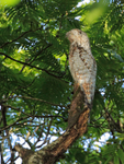 Great Potoo portfolio