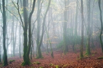 spindly beech trees in fog