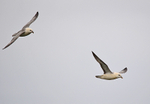 Fulmars