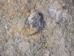Greenleighton II Fossils