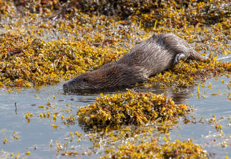 Eurasian Otter - Isle of Mull - Scotland