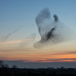 Starlings