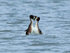 Great Crested Grebes displaying at Farmoor Reservoir
