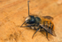 Osmia bicornis (m)