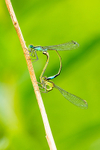 Dragonflies & Damselflies portfolio