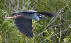 Yellow Crowned Night Heron _0020