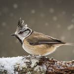 Crested Tit