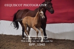 BPP_1940