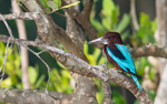 White-throated Kingfisher