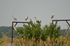 Grey Herons