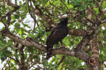 Black Hawk-Eagle portfolio