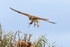 Kestrel with Prey,County Louth